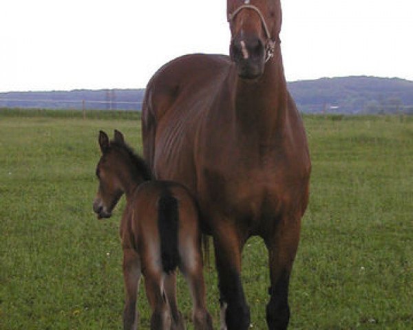 broodmare Waldfee II (Holsteiner, 1984, from Landgraf I) broodmare Waldfee II (Holsteiner, 1984, from Landgraf I)