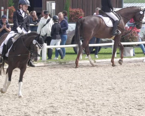 Reitturnier Bietigheim-Bissingen 2022