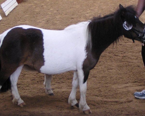horse Elmira (Shetland Pony, 2000, from Holsteins Bonavista)
