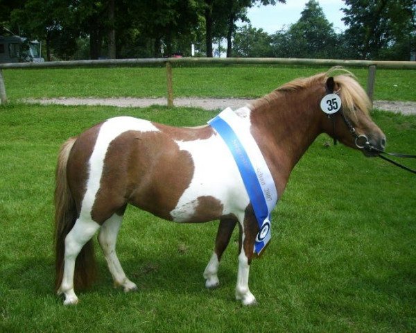 broodmare Whiteside Feline (Shetland Pony, 2004, from Bennie von der Ponylust) broodmare Whiteside Feline (Shetland Pony, 2004, from Bennie von der Ponylust)