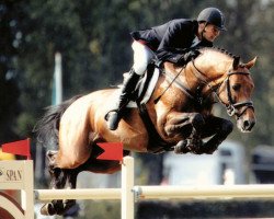 jumper Cardenio 3 (Holsteiner, 2002, from Coriano)