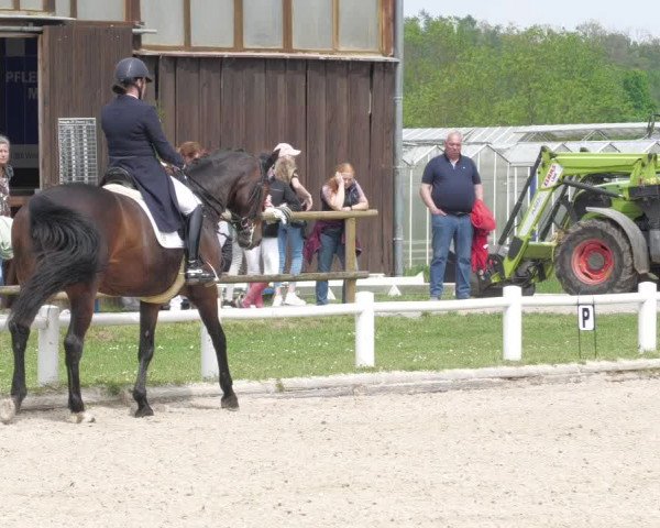 Reitturnier Bietigheim-Bissingen 2022