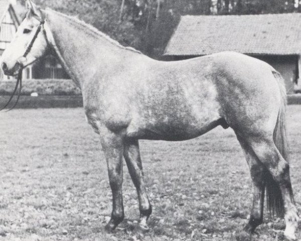Deckhengst Kosak (Holsteiner, 1966, von Korenbleem xx (Korhely))