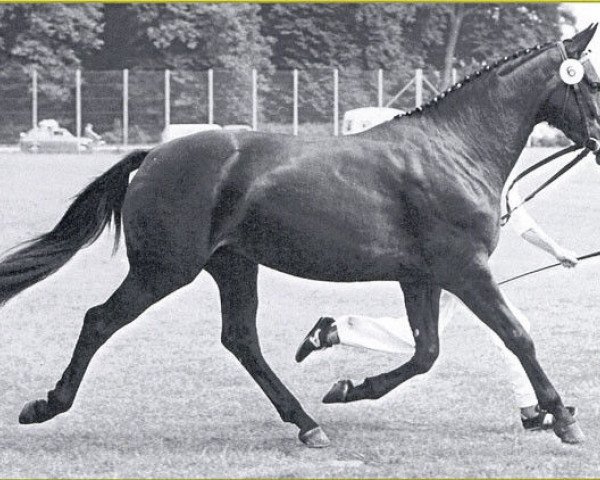 broodmare Wincett (Danish Warmblood, 1978, from Wahnfried)