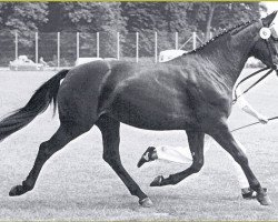 broodmare Wincett (Danish Warmblood, 1978, from Wahnfried)