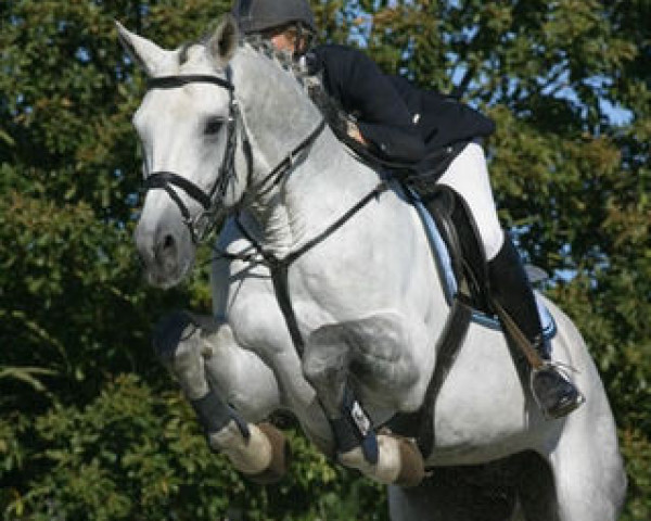 stallion Willemoes (Danish Warmblood, 1993, from Cantus)
