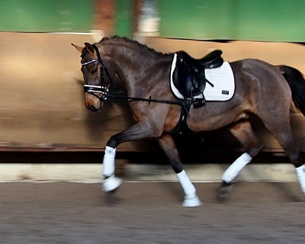 horse Sir Kenkel AK (German Riding Pony, 2017, from Spring Star's Spirit)