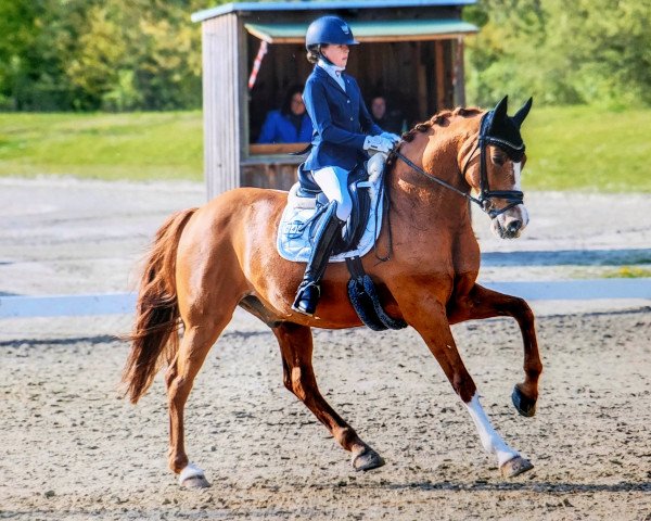 Deckhengst ZINQ Coriander FH (Deutsches Reitpony, 2009, von FS Chambertin)