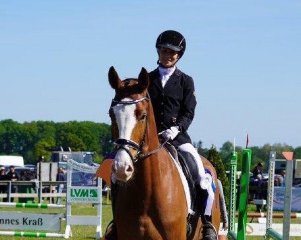 Springpferd Superman 14 (Westfale, 2018, von Sir Heinrich OLD)