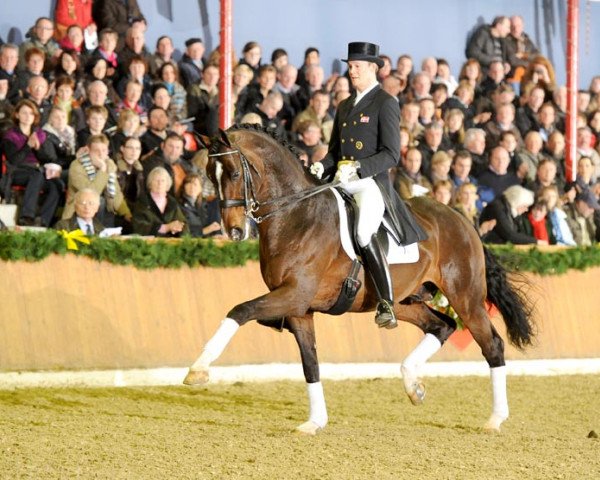 stallion Blue Hors Leredo (Danish Warmblood, 2001, from Leandro)