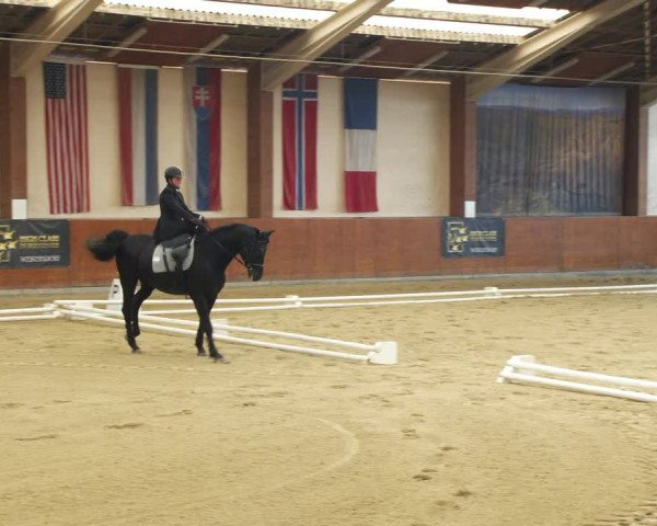 Reitturnier Weikersdorf am Steinfelde 2022