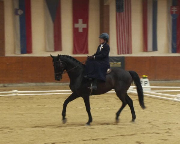 Reitturnier Weikersdorf am Steinfelde 2022