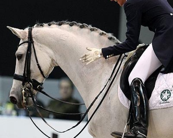 dressage horse Donna Silver (Danish Warmblood, 2001, from Don Schufro)