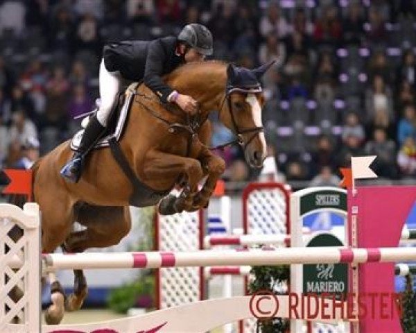 broodmare Mira VIII (Danish Warmblood, 2004, from Rockland)