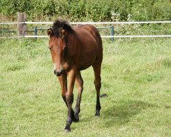 dressage horse Ritana F (Westphalian, 2004, from Rifaisos)