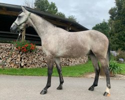 Springpferd Mister Guido B (KWPN (Niederländisches Warmblut), 2017, von Hermantico)