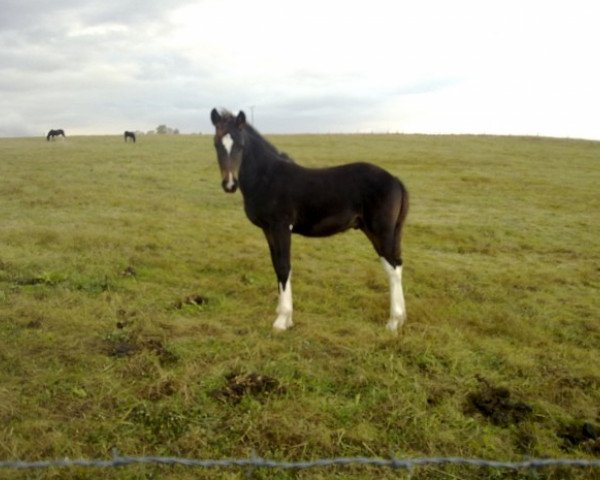 stallion Kleiner (Friese, 2009, from Cornelis Van Het Monnike Huis)