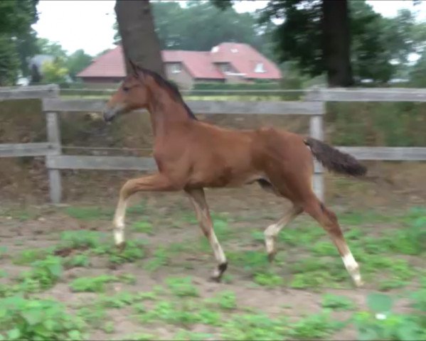 Pferd Leviano 14 (Deutsches Sportpferd, 2019, von Lissaro) Pferd Leviano 14 (Deutsches Sportpferd, 2019, von Lissaro)