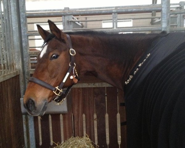 horse Dana (Westphalian, 1993, from Dinard L)