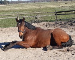 Springpferd Baiko Belin (Selle Français, 2011, von Orlando van de Heffinck)