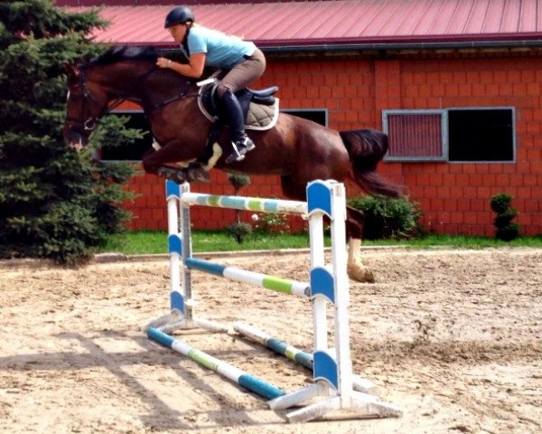 broodmare Sabrina 377 (Oldenburg show jumper, 2002, from Darco)