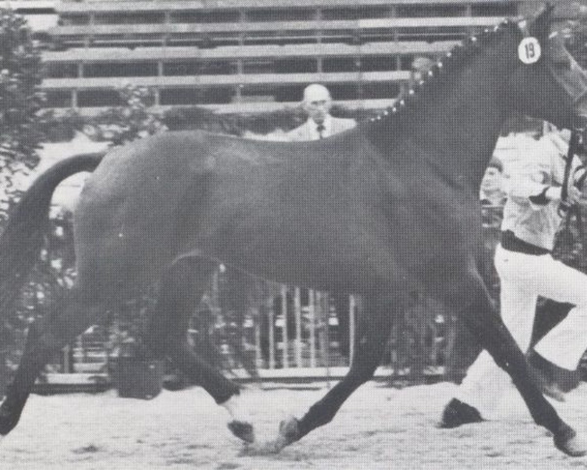 Deckhengst Lepanto (Holsteiner, 1976, von Ladykiller xx)