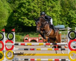 jumper Acinello (Oldenburg show jumper, 2016, from Acodetto I)