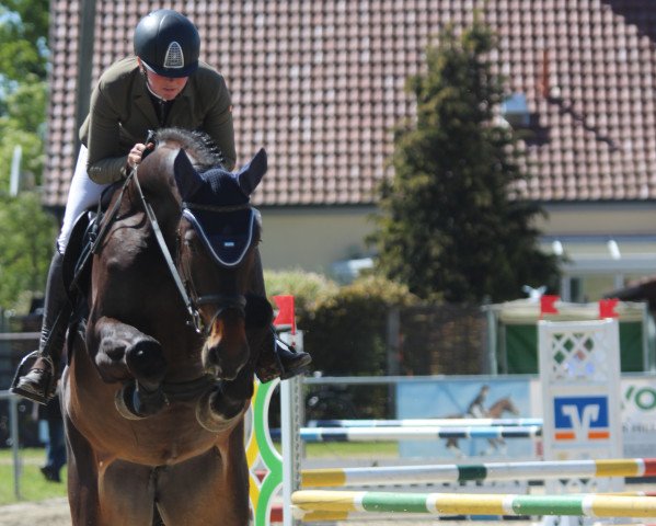 jumper Andrea 61 (Westphalian, 2018, from A La Carte NRW)