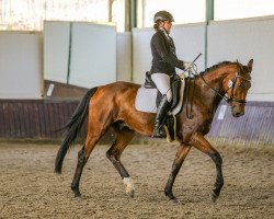 dressage horse Moreno 94 (Westphalian, 2016, from Morricone)