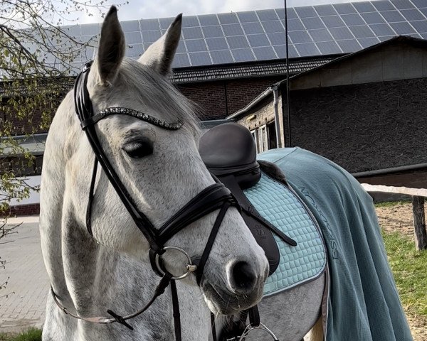 dressage horse Key to win (Belgian Warmblood, 2010, from Copperfield von Der Held)