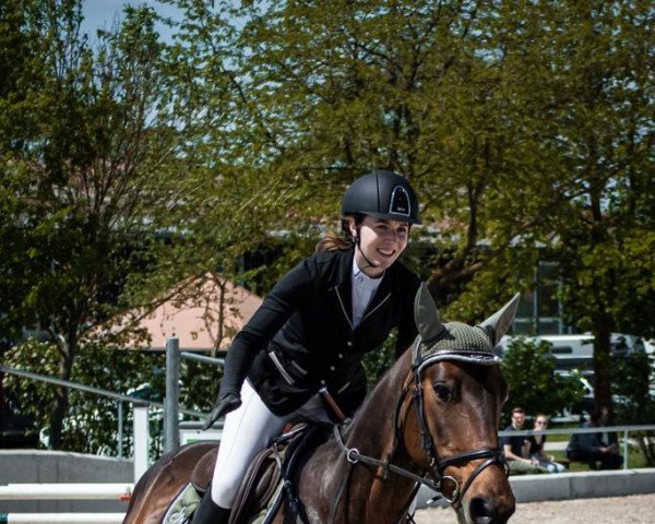 Springpferd Hafelis (Litauer Warmblut, 2011, von Eruditas) Springpferd Hafelis (Litauer Warmblut, 2011, von Eruditas)