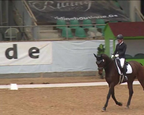 dressage horse Buckingham's Bonito (Hanoverian, 2015, from Buckingham)