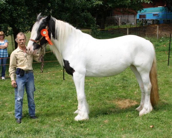 Zuchtstute Darla von den Füchsen (Tinker / Irish Cob / Gypsy Vanner, 2006, von Dundulk) Zuchtstute Darla von den Füchsen (Tinker / Irish Cob / Gypsy Vanner, 2006, von Dundulk)