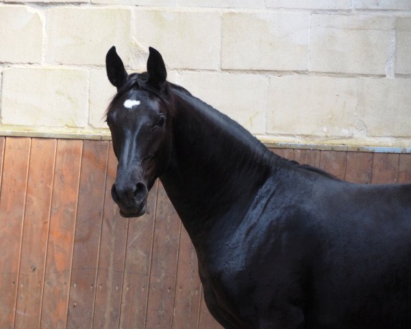 Pferd Cafe‘s Romina (Oldenburger, 2021, von Cafe au lait 2)