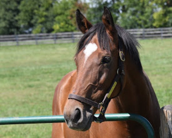 horse The Pizza Man xx (Thoroughbred, 2009, from English Channel xx)