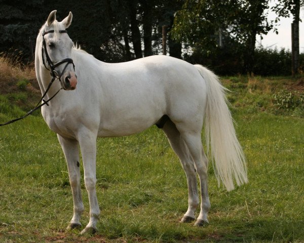 Dressurpferd Farith F (Rheinländer, 1992, von Fidelio)