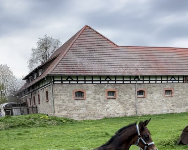 horse For Freedom (Hanoverian, 2022, from Franziskus FRH)