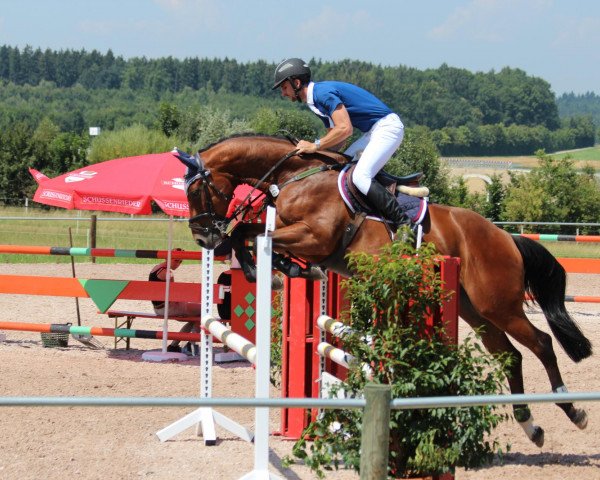 jumper Azzuro 16 (Württemberger, 2008, from Acordelli)