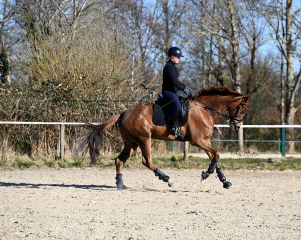 horse Renesmee D (Oldenburg, 2017, from Morricone)