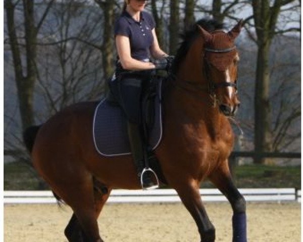 dressage horse Arlington (Westphalian, 1994, from Arlinus) dressage horse Arlington (Westphalian, 1994, from Arlinus)