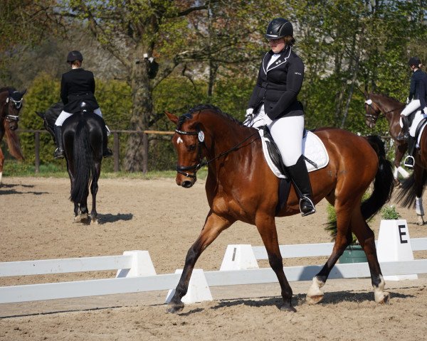 dressage horse Cadillac 70 (Westphalian, 2013, from Cador 5)