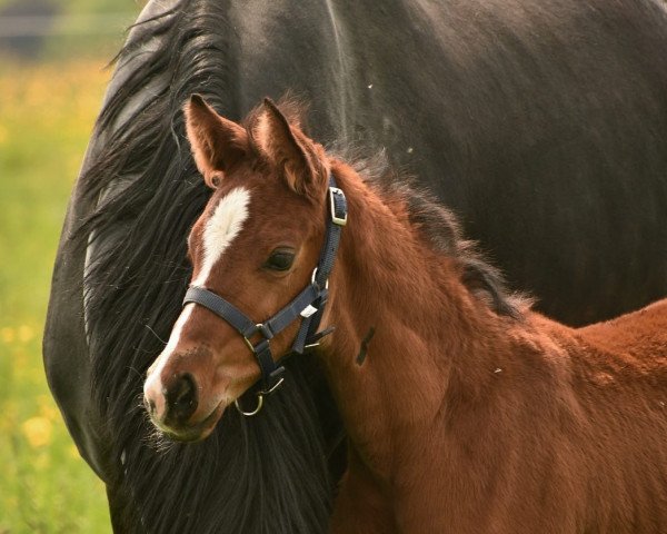 Pferd Be my Romance K (Westfale, 2022, von Callaho's Benicio)