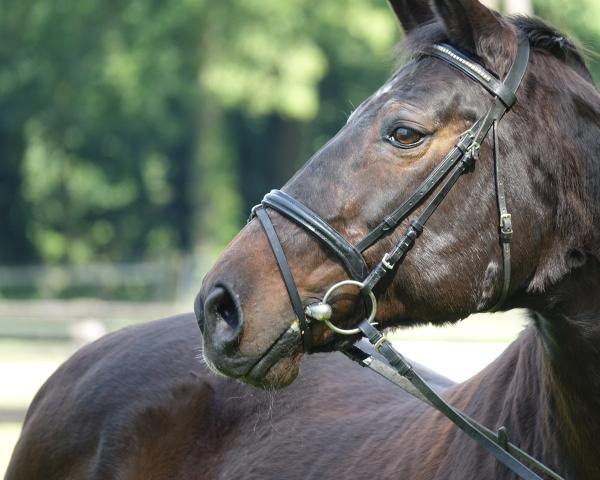 Horse Diacora (Westphalian, 1994, from Derbyfavorit)