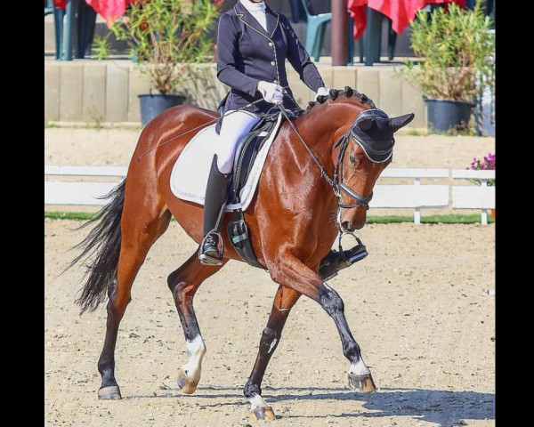 Pferd Basilia (Deutsches Sportpferd, 2012, von Belissimo NRW)