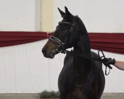 dressage horse Monsieur Magnifique (German Sport Horse, 2019, from E.H. Millennium)