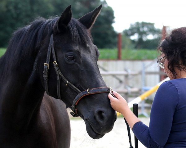horse Suzi Quattro (Hanoverian, 1993, from Sirius)