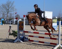 dressage horse Shorty 105 (Pony without race description, 2010)