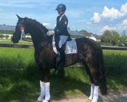 dressage horse Domino 949 (Hanoverian, 2011, from Diamond Hit)