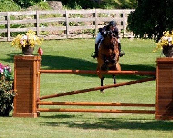 Springpferd Zander (KWPN (Niederländisches Warmblut), 2004, von Cantus)