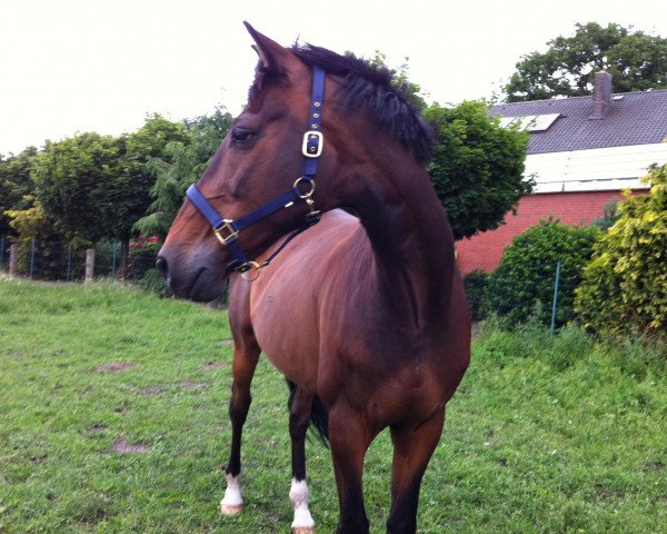 dressage horse Ferrocan (Westphalian, 1993, from Freudentänzer)